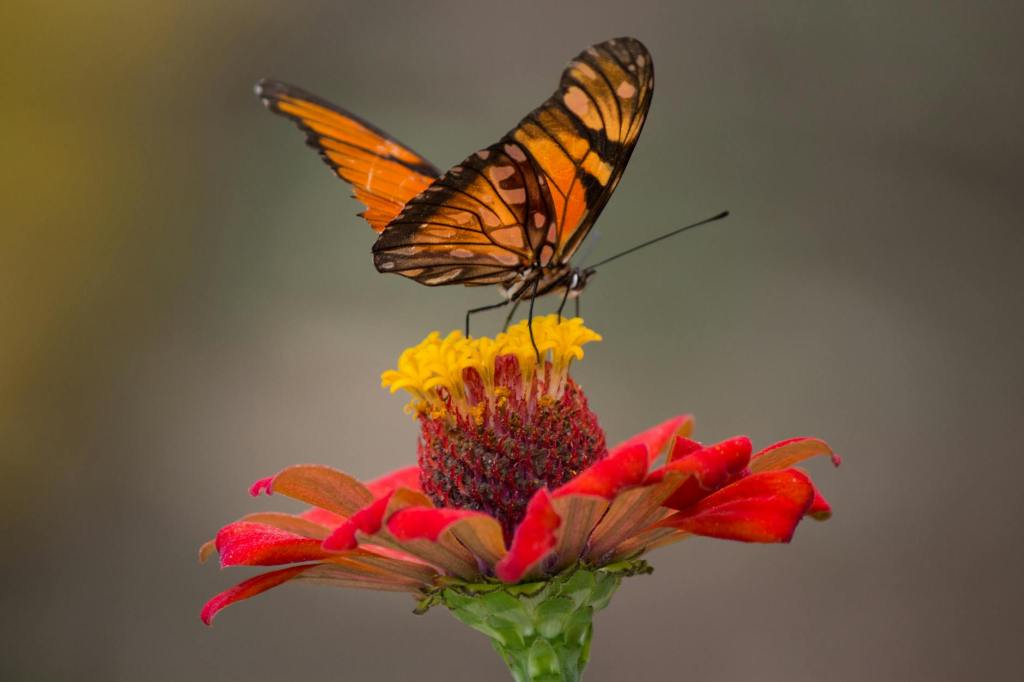 Chasing Monarchs: A Guide to Witnessing the Majestic Migration in Early November