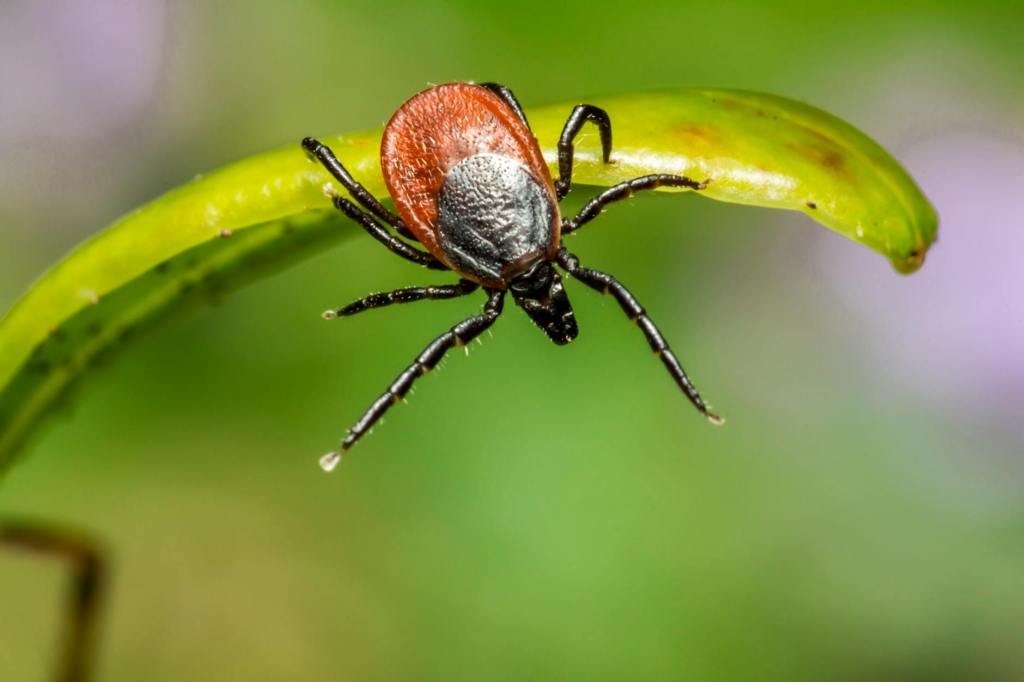 Taming the Wild: Your Ultimate Guide to Avoiding Ticks While Camping and Hiking