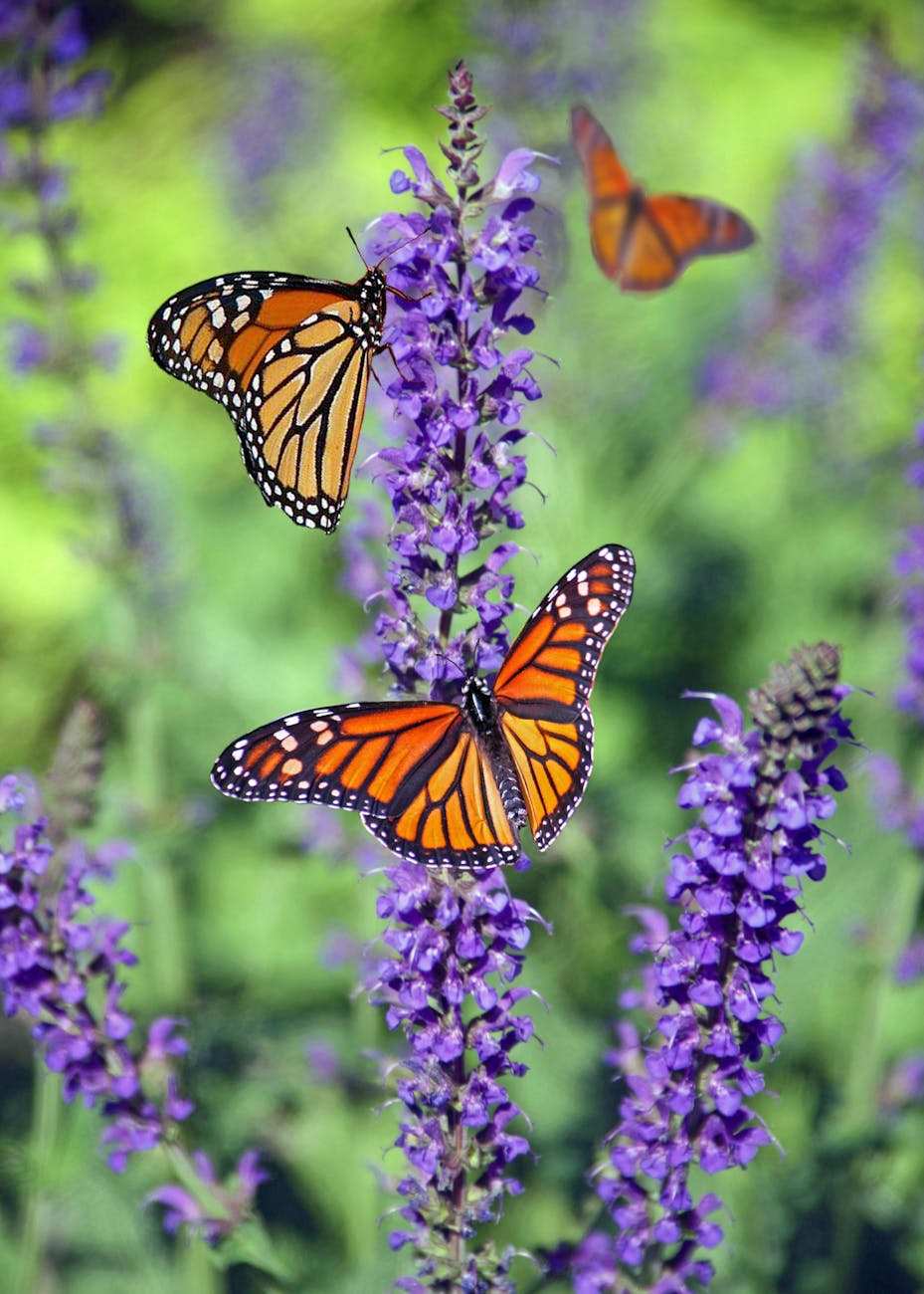 Planting a Butterfly Garden: Tips and Tricks for Attracting Beautiful&nbsp;Pollinators