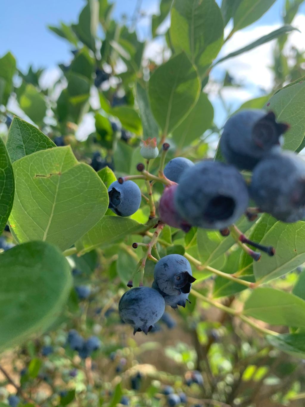 The Health Benefits of Berry Picking: A Nature-Filled&nbsp;Adventure