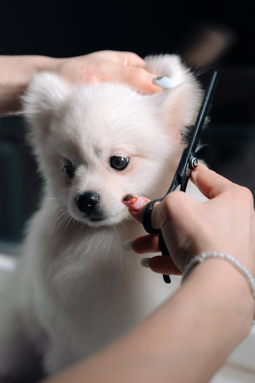 DIY Pet Grooming: Tools, Techniques, and&nbsp;Savings