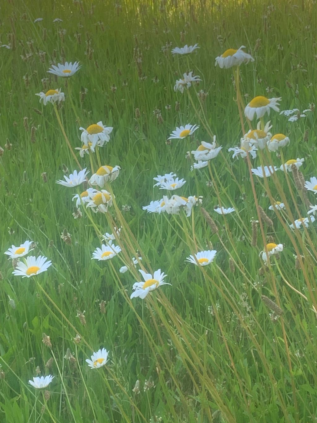 Soul-Soothing Wild Flower Gathering: Tips for a Magical&nbsp;Experience