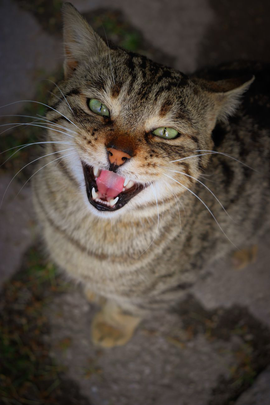 A Spitting Girl and The Pussy Cat Gang&nbsp;5/9